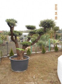 olea europea bonsai pom-pom